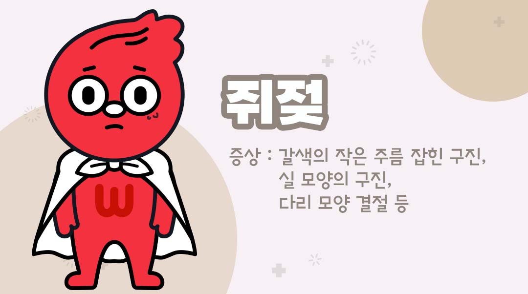 쥐젖이미지